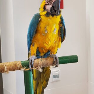 IMG-20260618-WA0023_Tierschau1